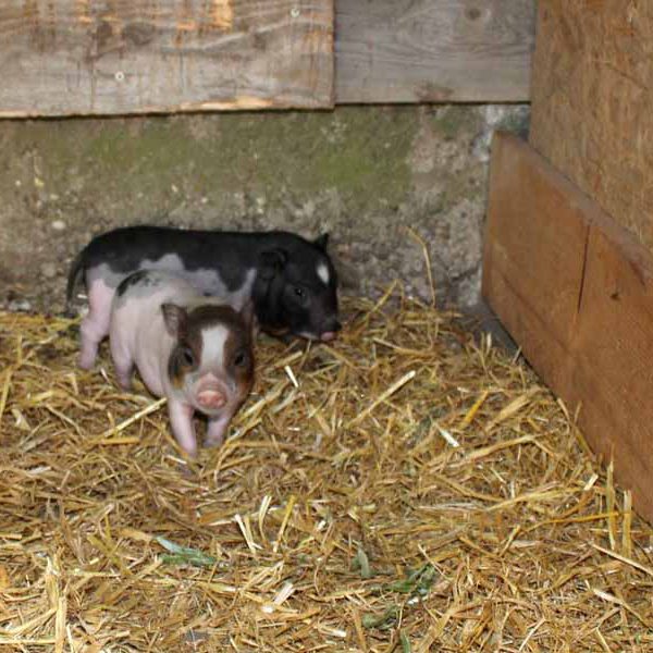 Ferkel-Duo Kleine Hängebauchferkel im Stroh