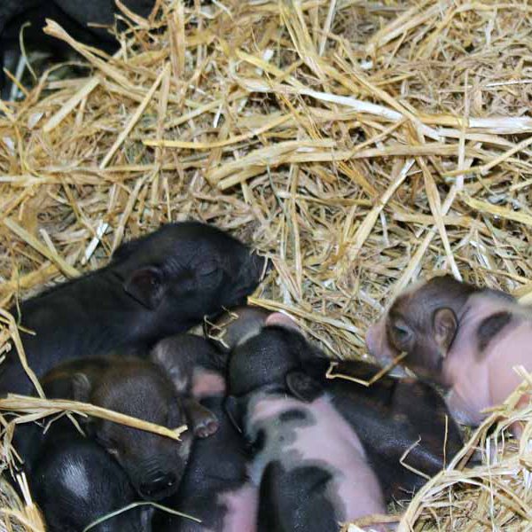 Hängebauchferkel Winzig kleine Hängebauferkel kuscheln im Stroh.