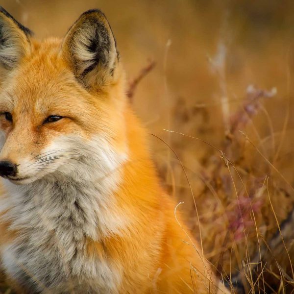 Fuchs