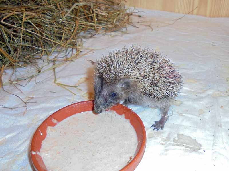 Igel-Okt-2017