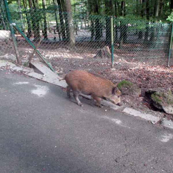 Im Wild und Freizeitpark Allensbach hat Bache Peggy vieles neu zu entdecken.