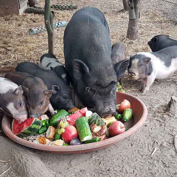 Fisches Obst und Gemüse für unsere Familie Nimmersatt!