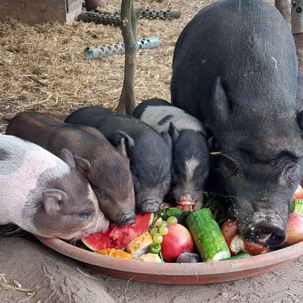 Rosi und Kids futtern um die Wette Fisches Obst und Gemüse werden im Futterwettstreit verputzt.