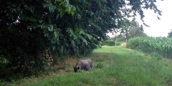 Hängebauchschwein Rosi in freier Wildbahn