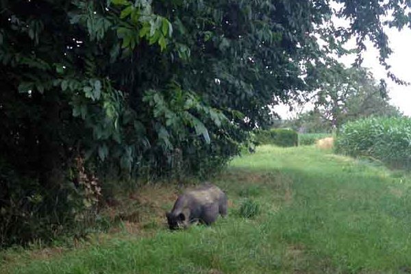 Hängebauchschwein Rosi in freier Wildbahn