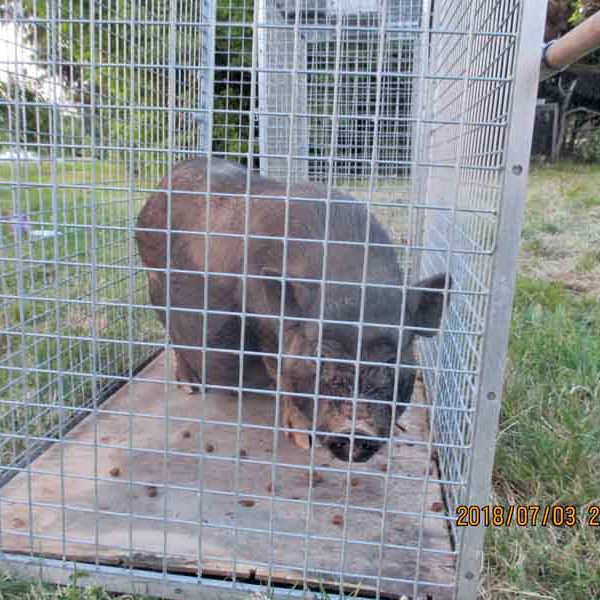 Hängebauchschwein Rosi ging am 03.07.2018. in die Falle