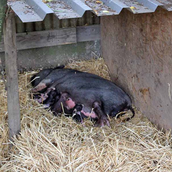 Rosi saeugt ihre Ferkel Die Hängebauchsau säugt ihre Jungen.