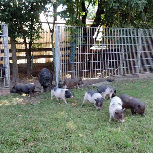 Die Tür geht auf und zack sind sie draussen im Garten. Schweinemutter Rosi folgt ihren Kindern.
