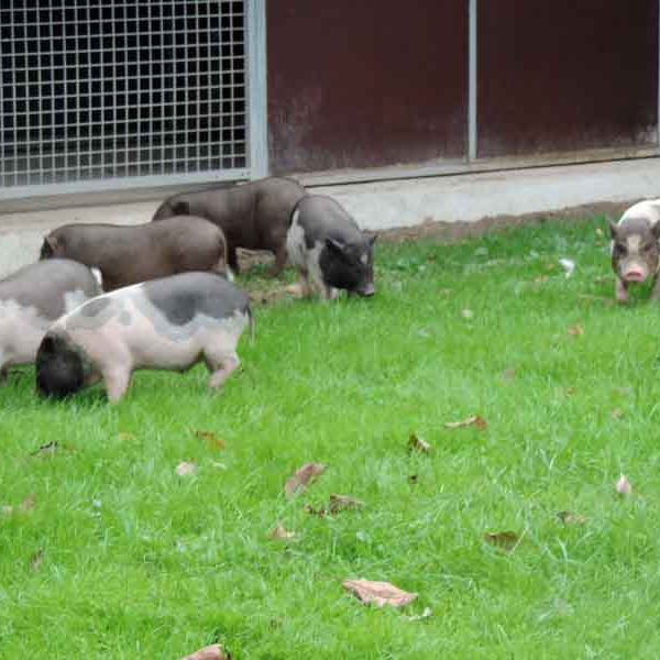 Die Schweinefamilie geniesst den Spaziergang im großen Garten.