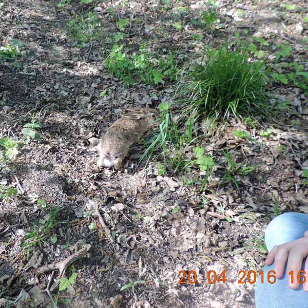 Wildkaninchen-Auswilderung