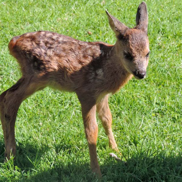 Rehkitz bei der THRO e.V.