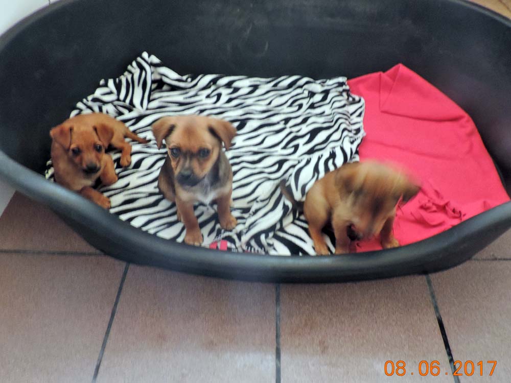 Drei klitzekleine Welpen