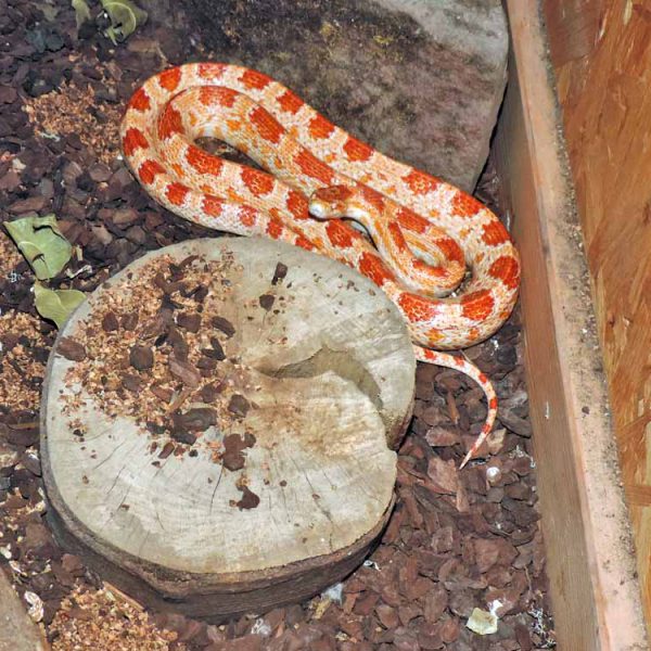 Kornnatter bei der THRO e.V.