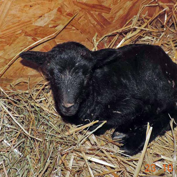 17.10.23_Schaf-Blaecki