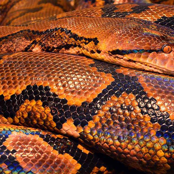 Python
