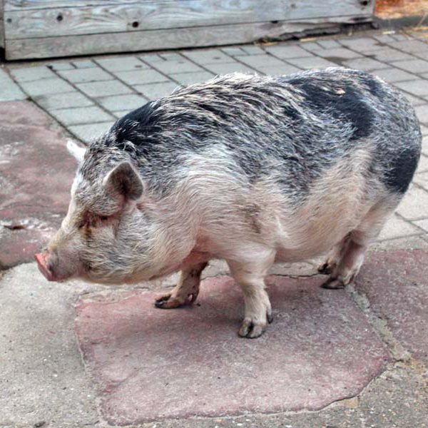 Minipig Piggi hatte nicht immer gute Laune