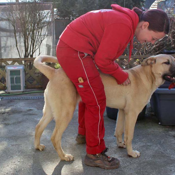 Kanggalhündin Rana ist verspielt
