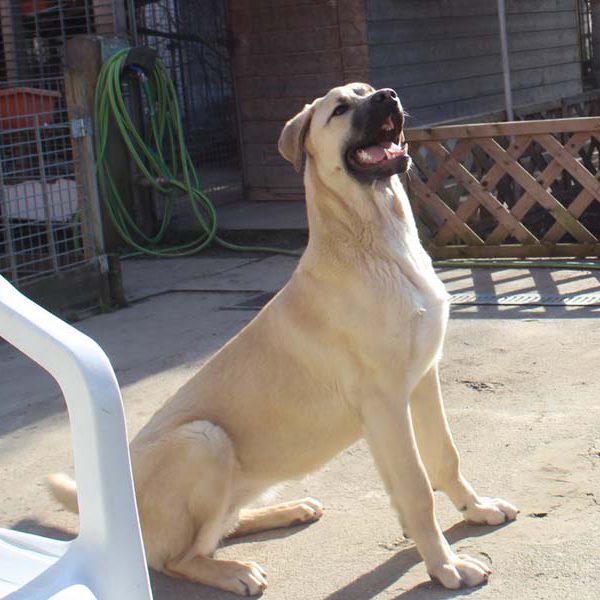 Rana ist ganz aufmerksam.