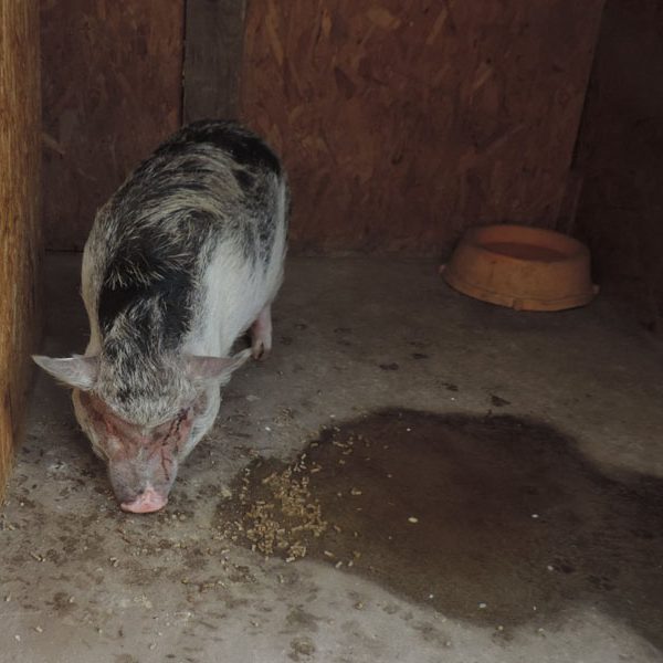 Minipig Piggi bei der Lieblingsbeschäftigung - FRESSEN