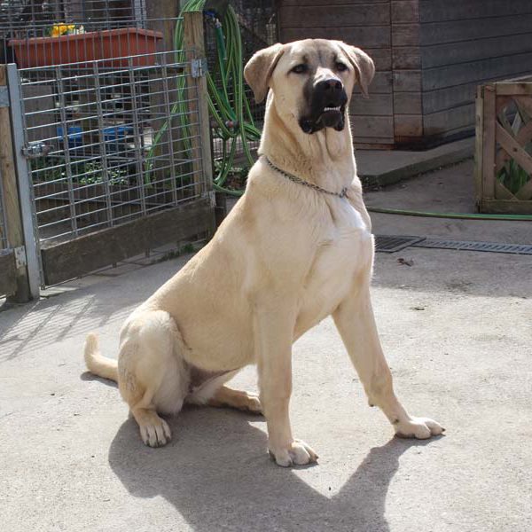 Kanggalhuendin Rana ist inzwischen groß geworden.