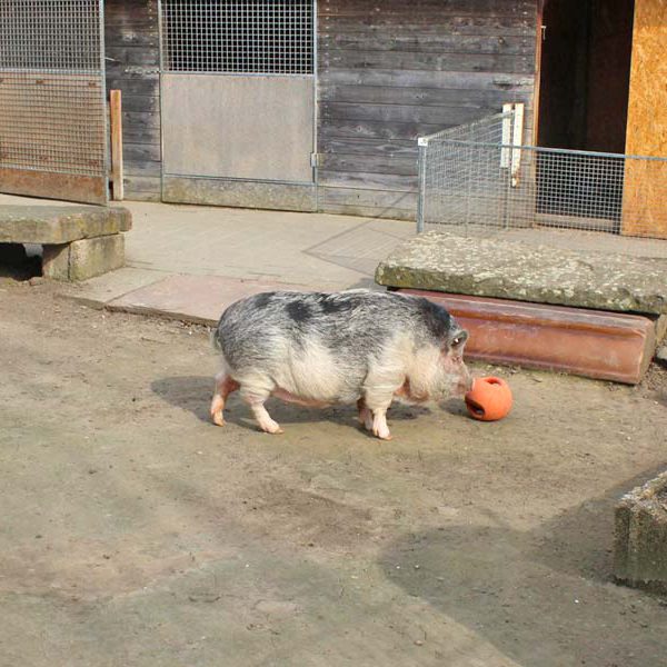 Minipig Piggi spielt sehr gern Ball.