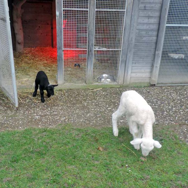 Zwei Lämmchen in bester Gesellschaft