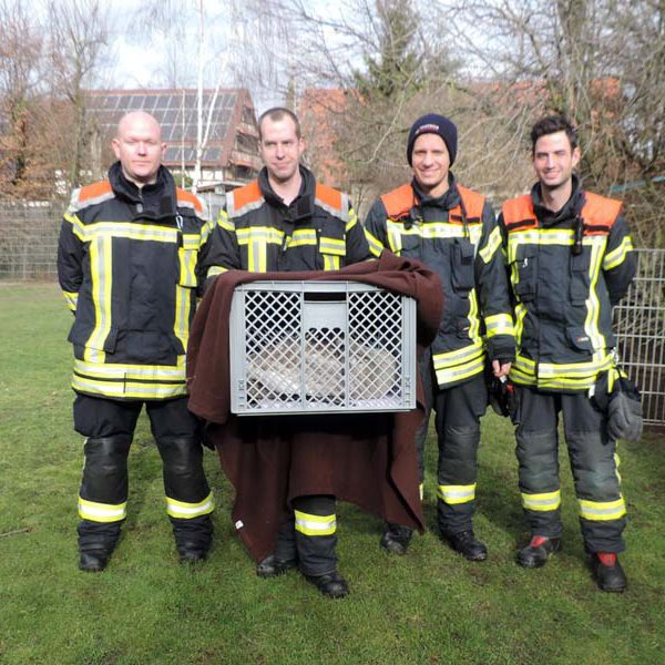 Ein Schwan kommt mit Verstärkung der Feuerwehr
