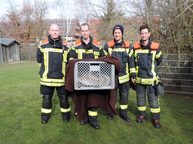 Ein Schwan kommt mit Verstärkung der Feuerwehr