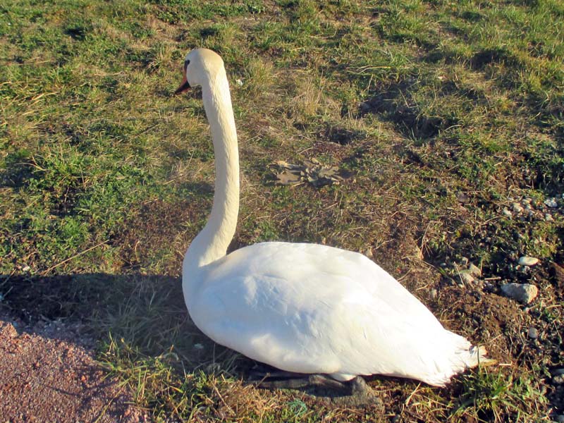 Schwan II - 2019