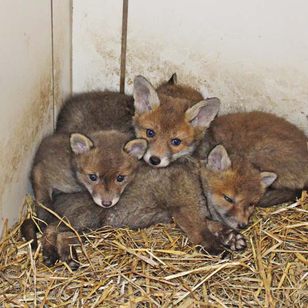 Kleine Fuchskinder kuscheln in der Gruppe im Stroh.