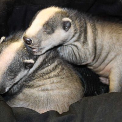 Dachsjunge bei der THRO