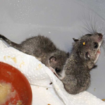 2020.08.27_siebenschlaefer