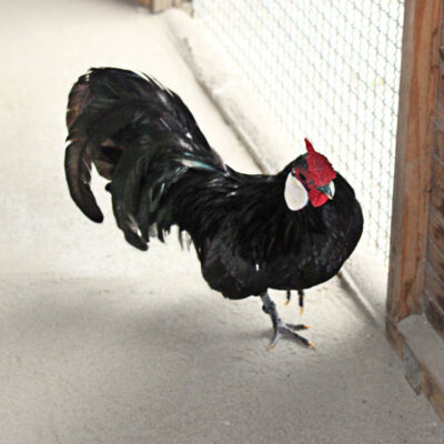 soll es schön haben!