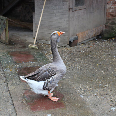 2020.10.29_ganz-martin-a