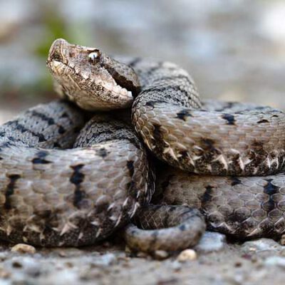 Vipera aspis aspis