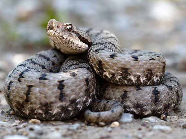 Vipera aspis aspis
