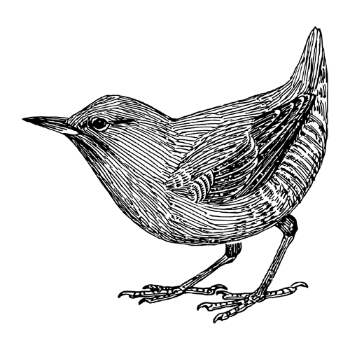 Zeichnung_Amsel