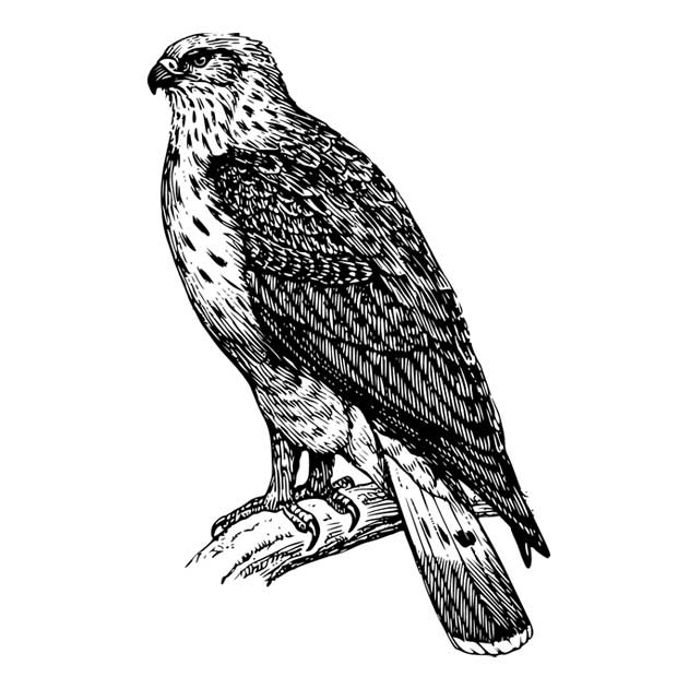 Zeichnung_Falke