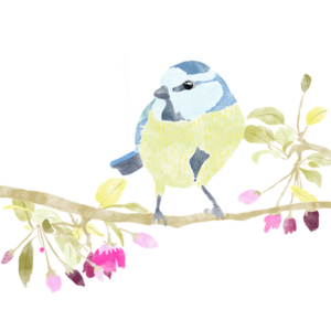 Zeichnung_Blaumeise