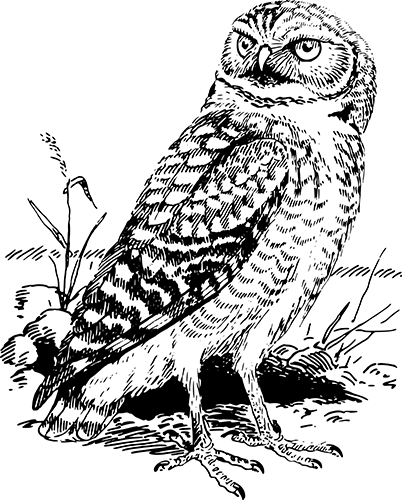 Zeichnung_Eule