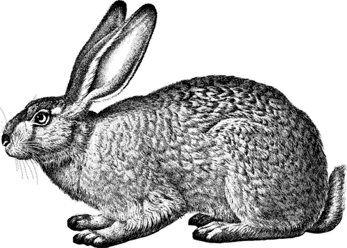 Zeichnung_Feldhase
