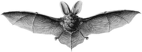 Zeichnung_Fledermaus
