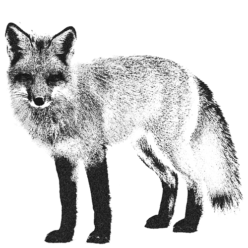 Zeichnung_Fuchs