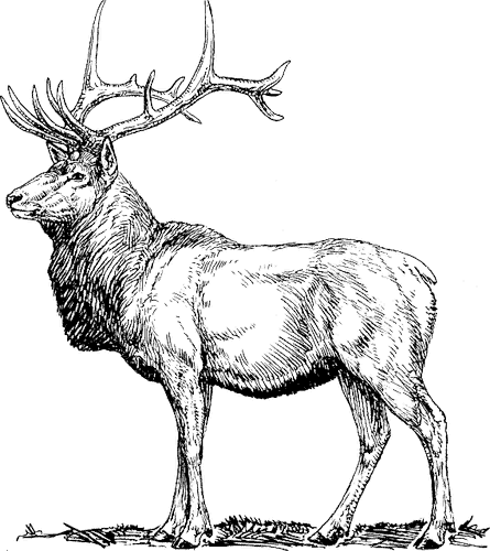 Zeichnung_Hirsch
