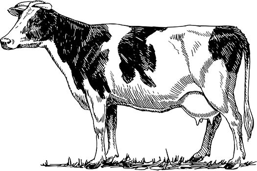 Zeichnung_Rind