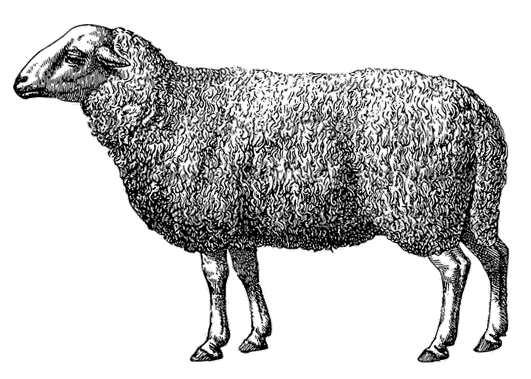 Zeichnung_Schaf