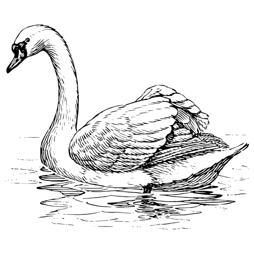 Zeichnung_Schwan