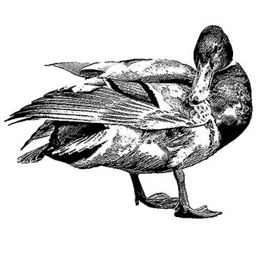 Zeichnung_Stockente