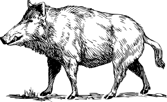 Zeichnung_Wildschwein