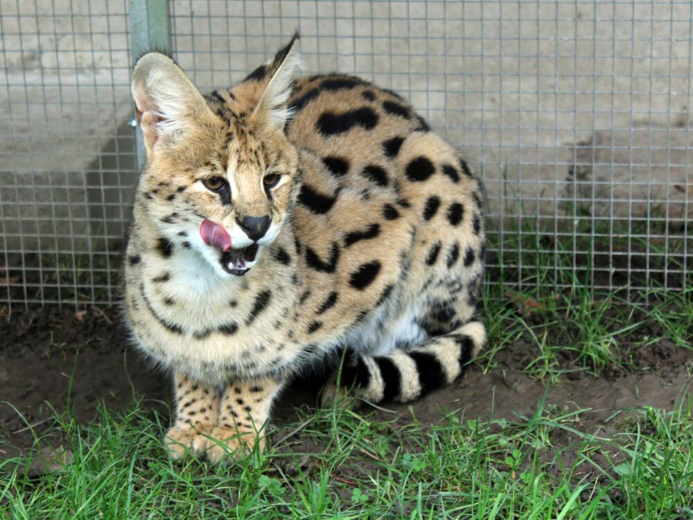 Serval-im Aussenbereich